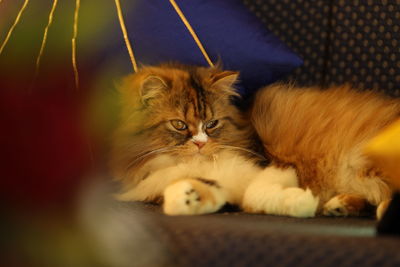 Cat resting on a carpet