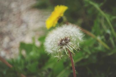 Close-up of dandelion against blurred background