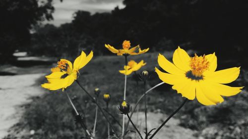 Close-up of yellow flowers