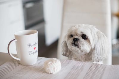 Shih tzu dog at the table in home kitchen