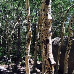 View of tree trunk