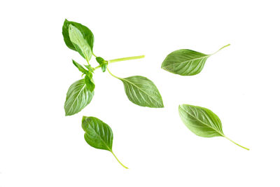 Close-up of green leaves against white background