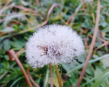 Close-up of white dandelion