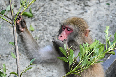 Close-up of monkey sitting eating leaves