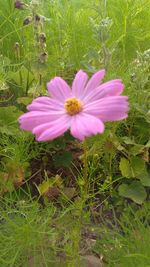 Close-up of cosmos flower blooming on field