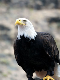 Close-up of bald eagle