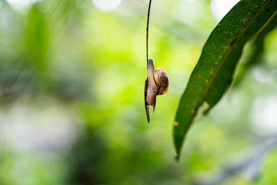 Close-up of snail on plant