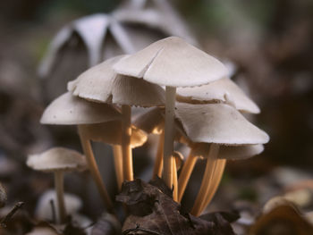 Close-up of fly agaric mushroom