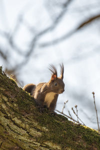 Close-up of squirrel on tree