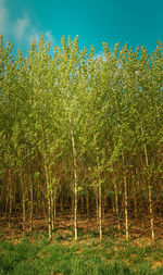 Scenic view of forest against sky