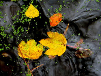 Close-up of leaves on water