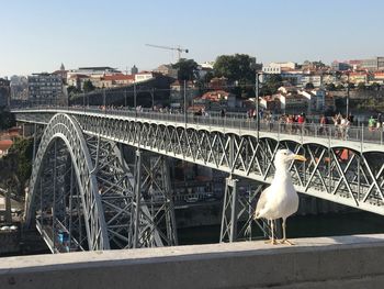 Birds on bridge over river in city against clear sky