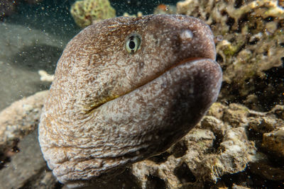 Close-up of fish swimming in sea