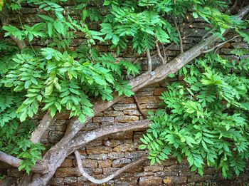 Plants growing on a tree