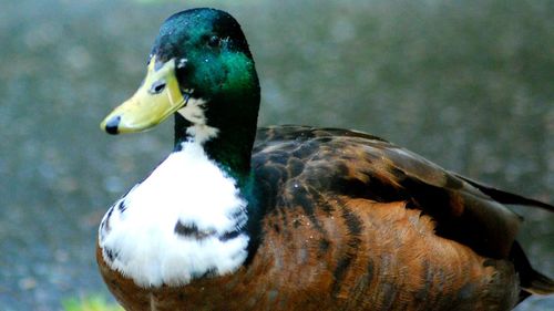 Close-up of a duck