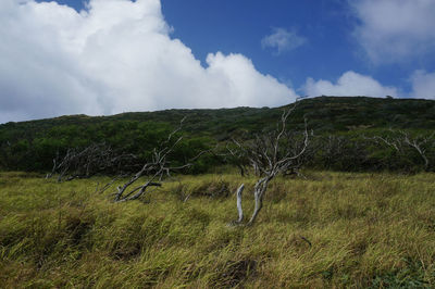Scenic view of field against sky