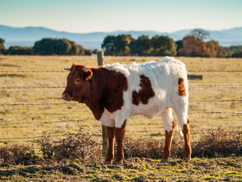 Cow standing in a field