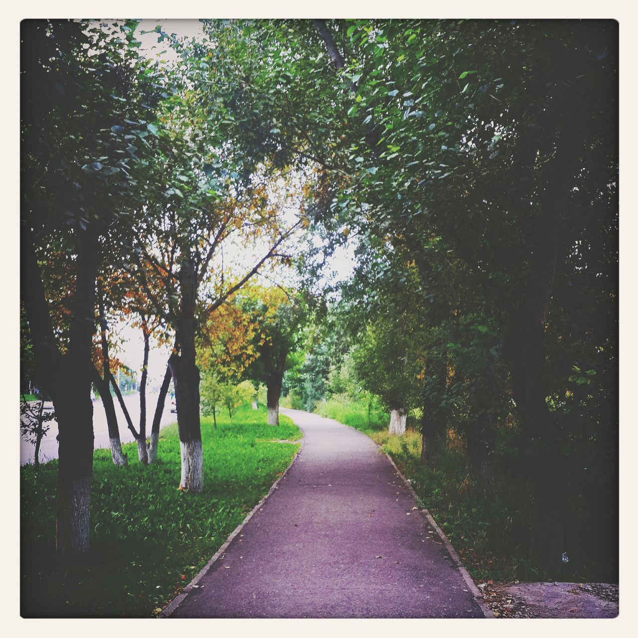 tree, transfer print, the way forward, diminishing perspective, auto post production filter, road, tranquility, vanishing point, growth, nature, tranquil scene, transportation, beauty in nature, treelined, green color, footpath, scenics, day, outdoors, street