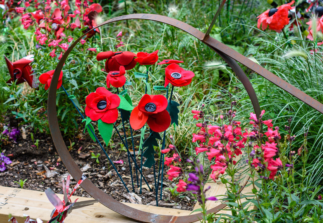 CLOSE-UP OF RED FLOWERS