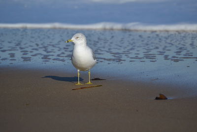 Seagull perching on shore