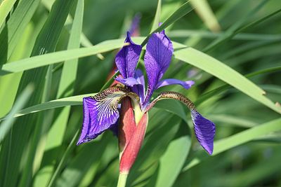 Close-up of purple iris flower