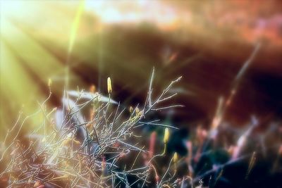 Close-up of spider web