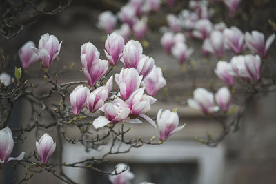 Close-up of pink cherry blossom