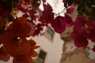 Close-up of flowers on tree