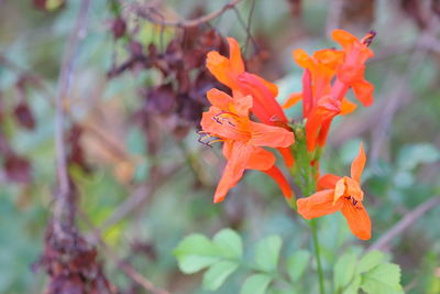 Close-up of orange flowering plant