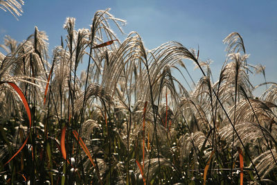 Low angle view of plants against sky