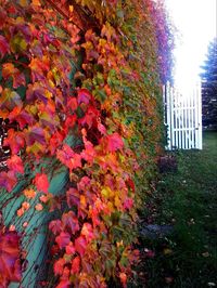 Close-up of autumn tree against sky