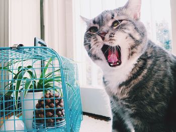 Cat yawning by cage on window sill at home