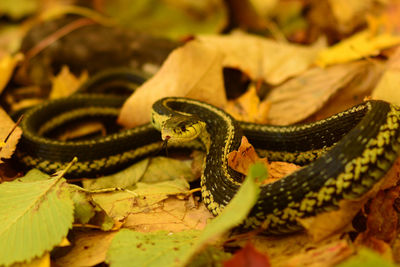 Close-up of snake on leaves covered field 