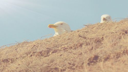 Low angle view of bird against sky