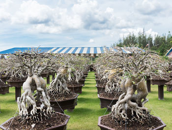 Trees growing at greenhouse against cloudy sky