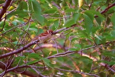 Close-up of insect on tree