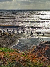 View of birds on beach