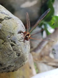 Close-up of insect on rock