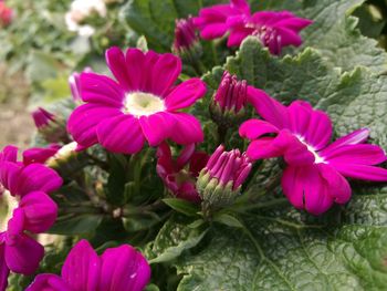 Close-up of pink flowers blooming outdoors