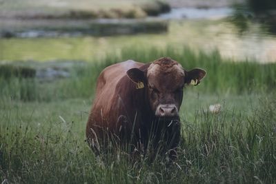 Cow on field