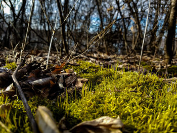 Close-up of grass in forest