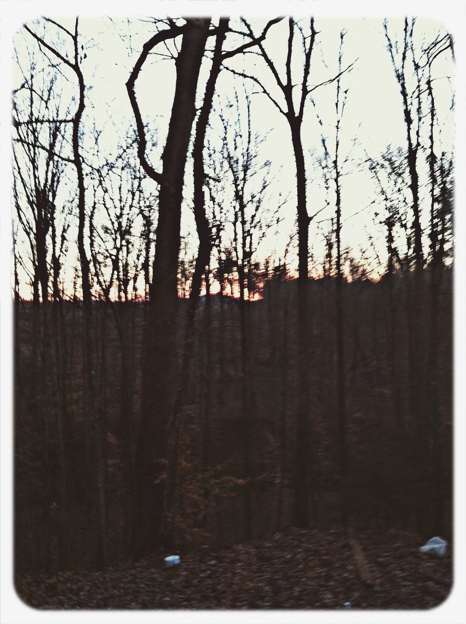 transfer print, auto post production filter, tree, bare tree, low angle view, branch, wood - material, sky, tree trunk, outdoors, nature, no people, day, built structure, growth, building exterior, old, tranquility, close-up, textured