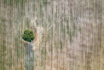 Full frame shot of plants on land