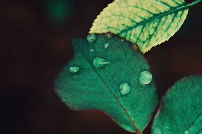 Close-up of raindrops on leaves