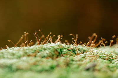 Close-up of insect on land