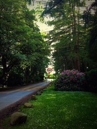 Trees growing in park