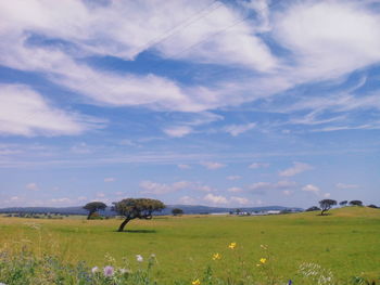 Scenic view of field against sky