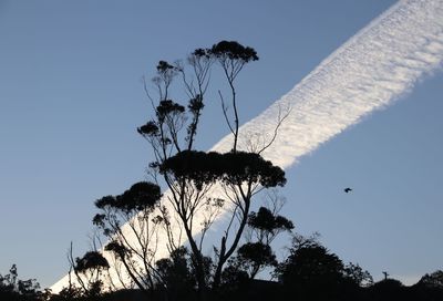 Low angle view of silhouette tree against clear sky