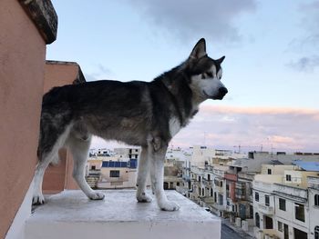 Dog against sky