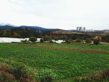 Scenic view of field against sky